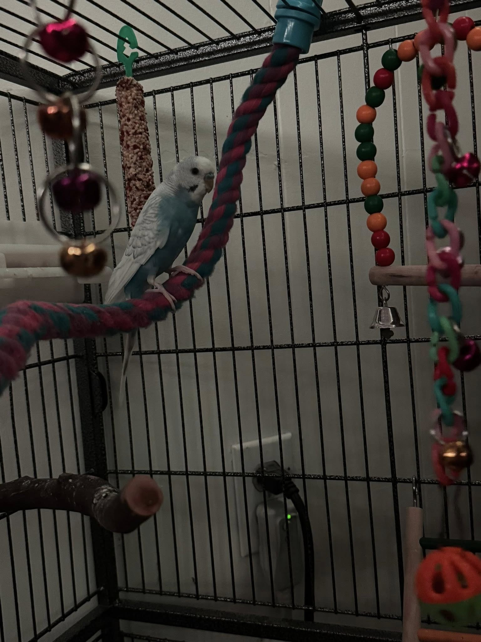 budgie individual personality variation UK pet