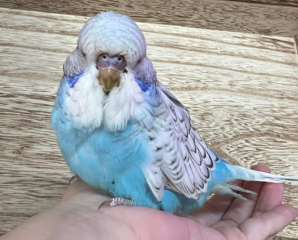 budgie interacting owner hand talking uk paradise pet