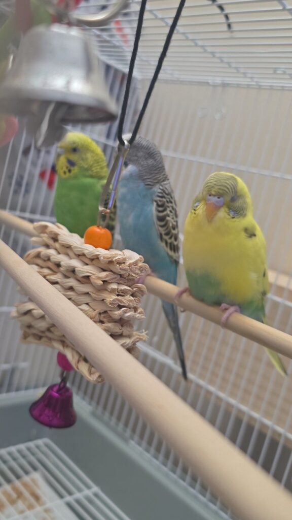 budgie investigating fresh food clipped to cage bars
