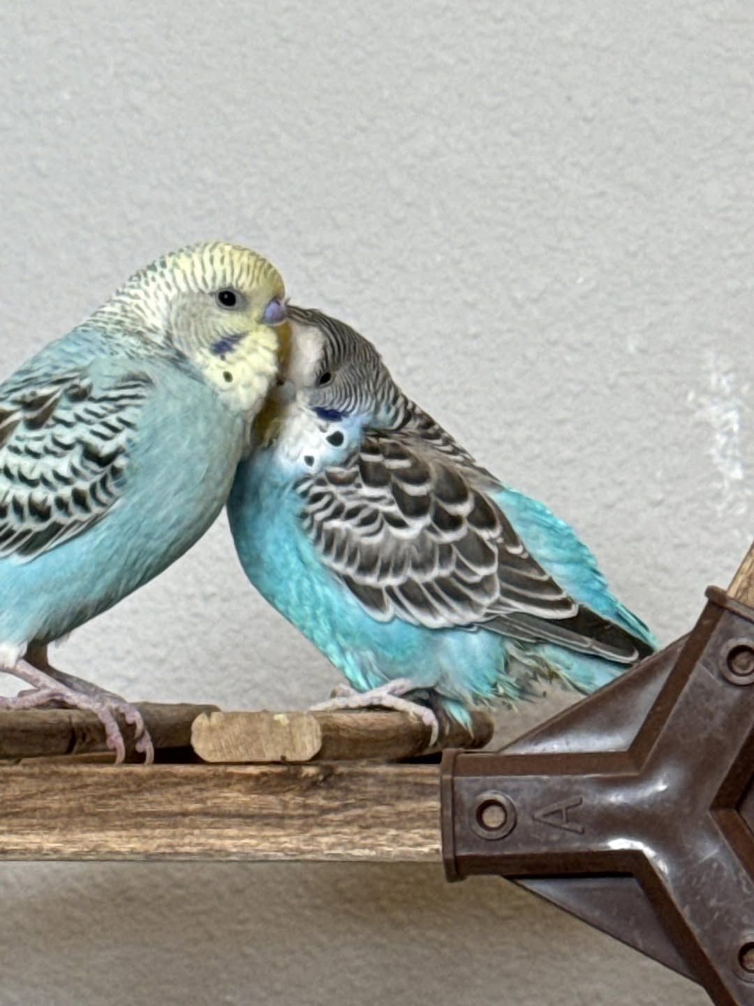 budgie laboured breathing UK respiratory distress