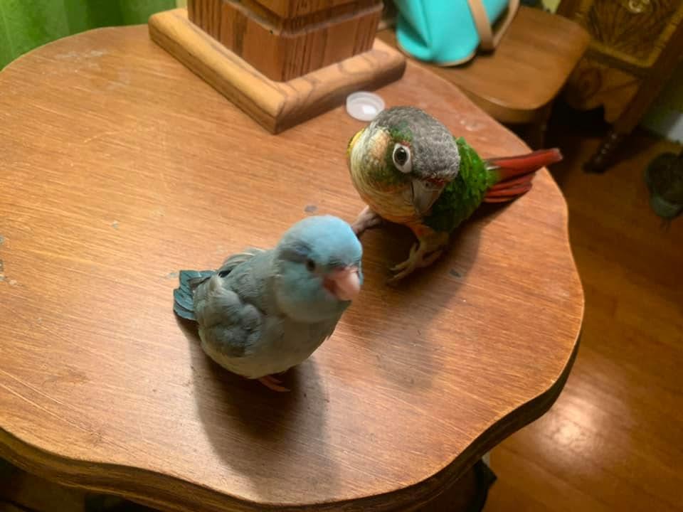 budgie licking cage bars UK normal behaviour