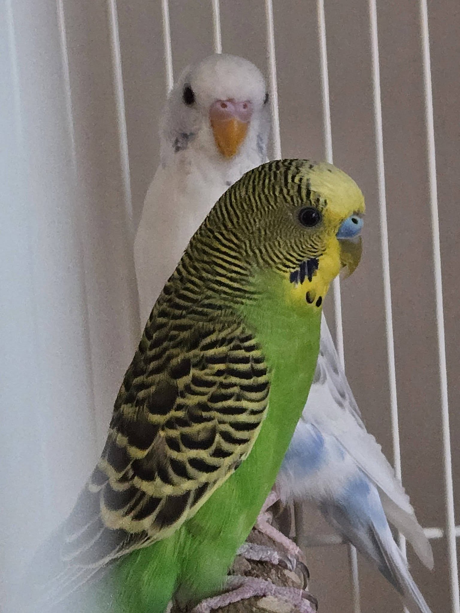budgie lifespan 15 years UK commitment