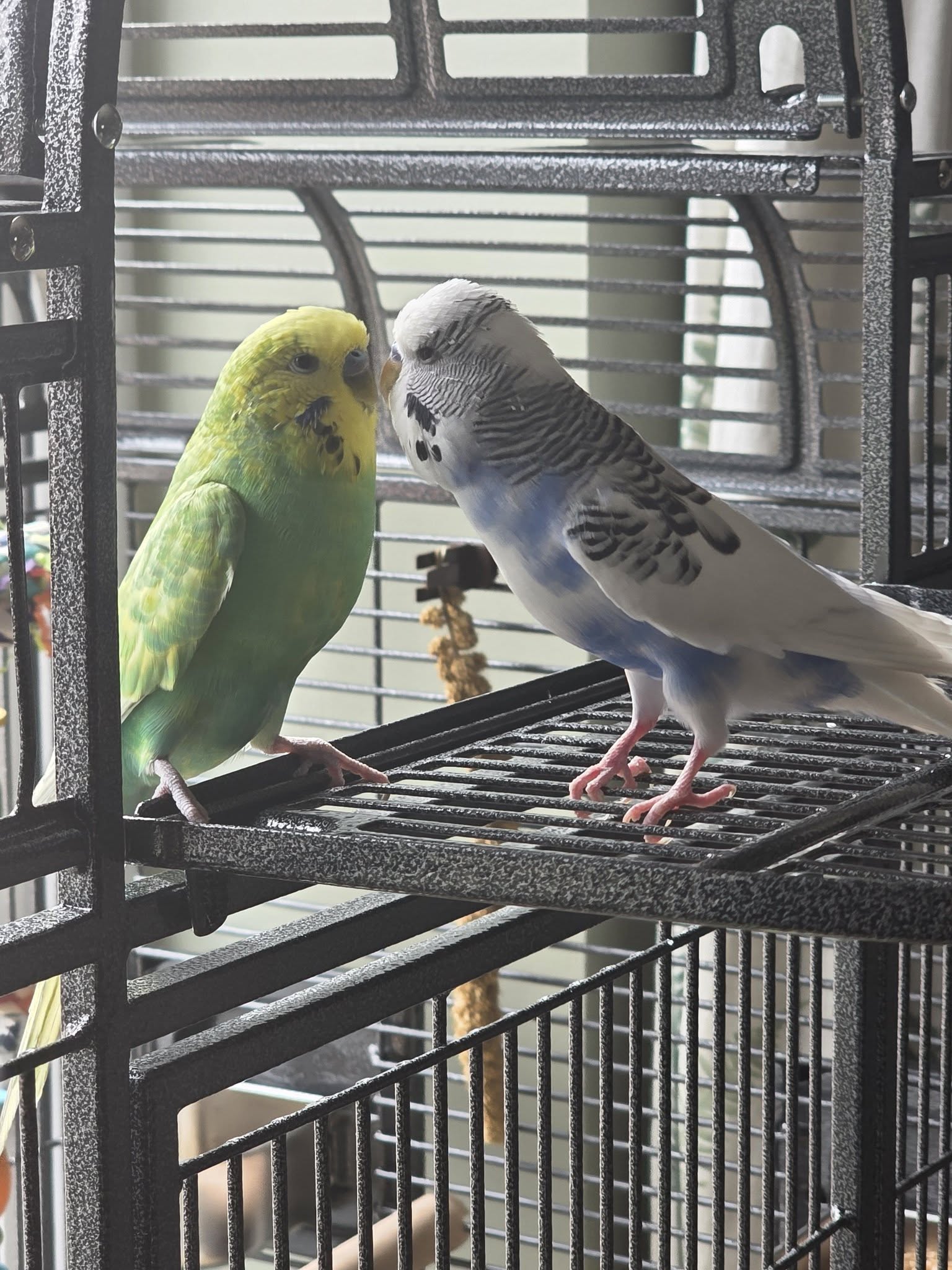 budgie long summer daylight cage UK