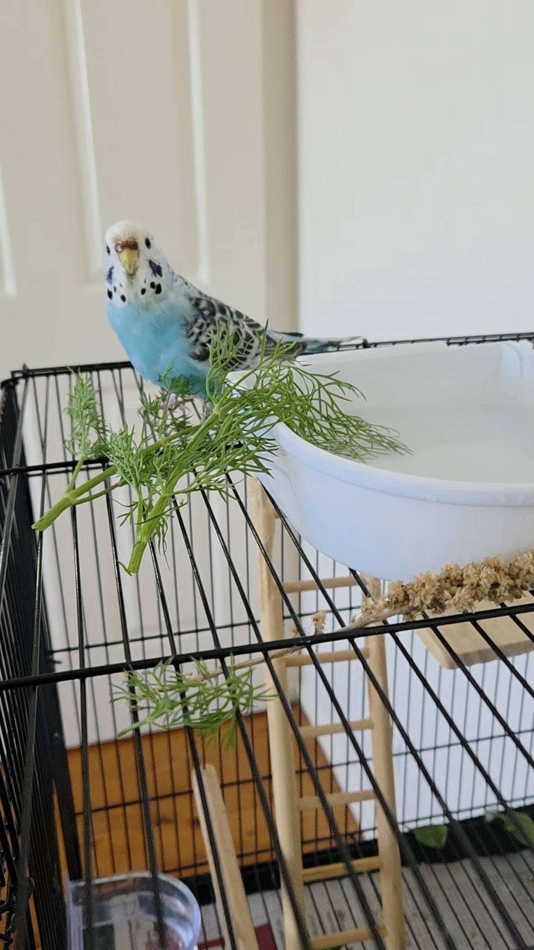  budgie long term pet commitment family UK 