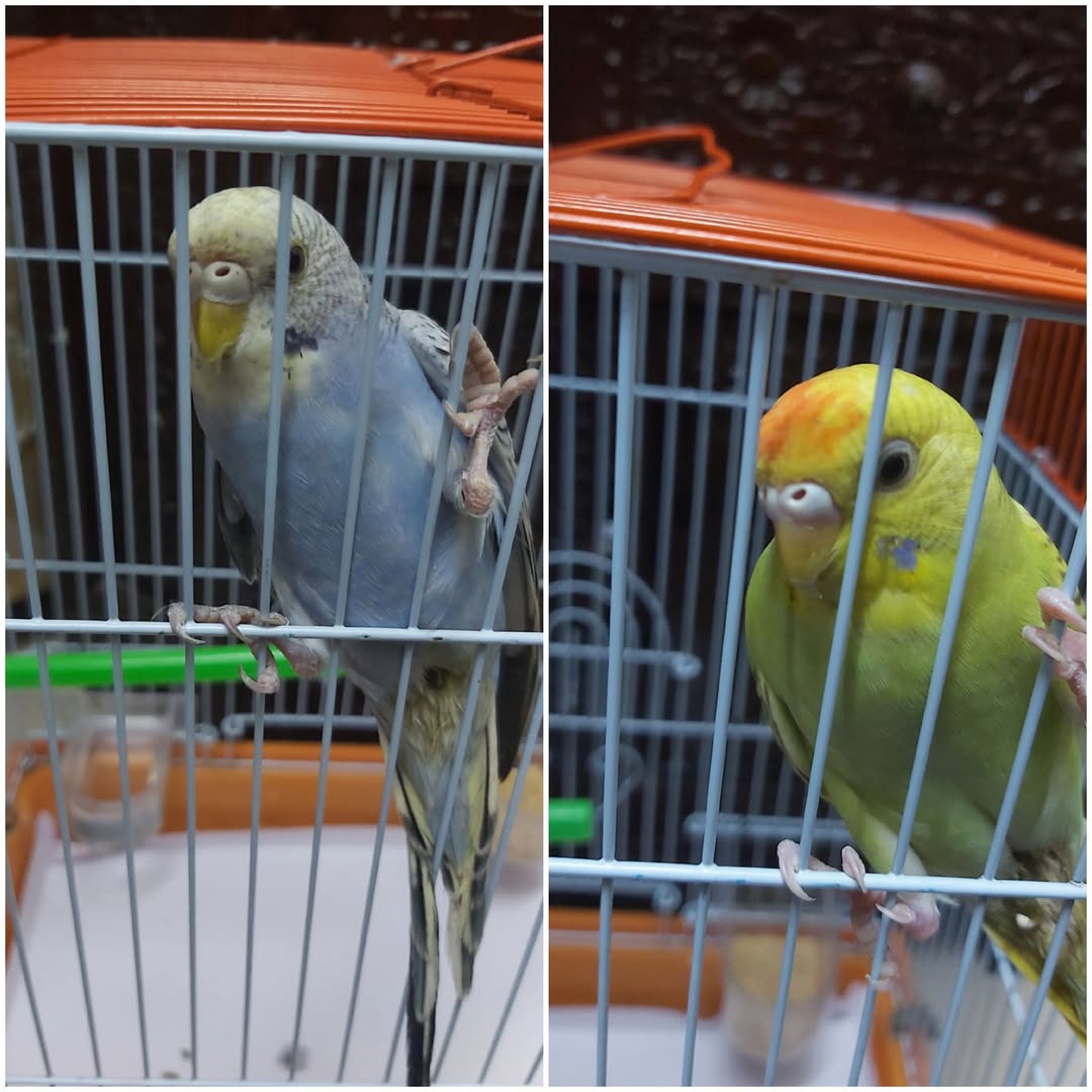 budgie mirror hormonal aggression cage UK 