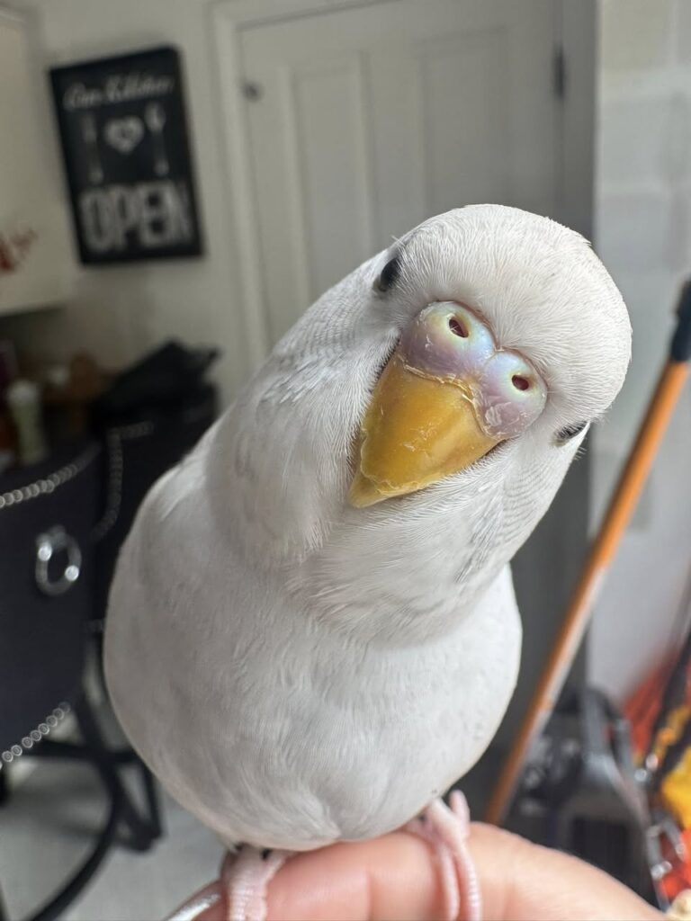 budgie mirror obsession UK problem behaviour sign
