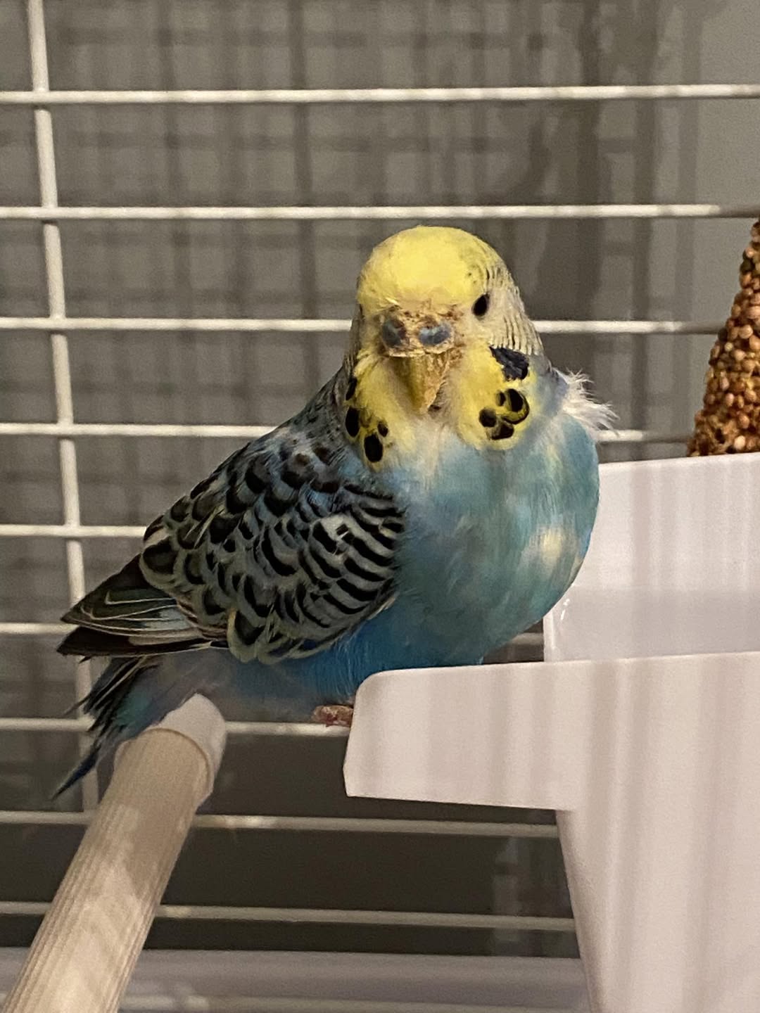 budgie mite check beak cere owner UK 