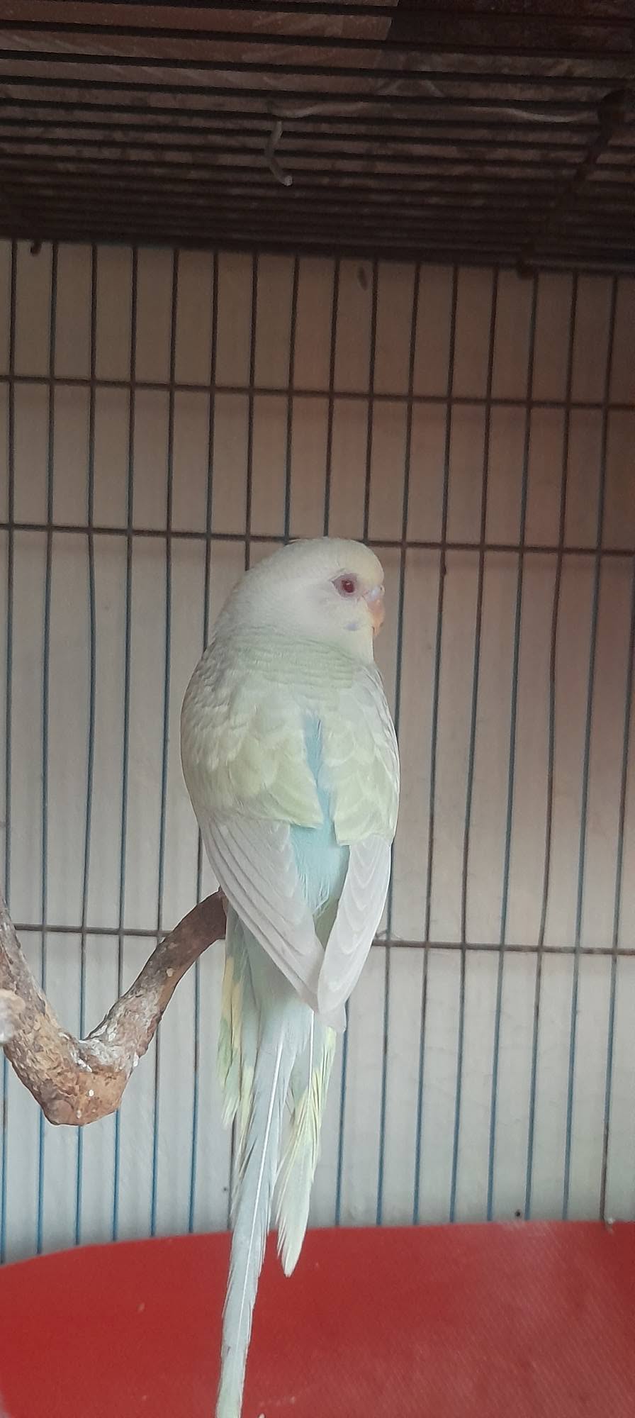 budgie morning routine daily structure loneliness uk