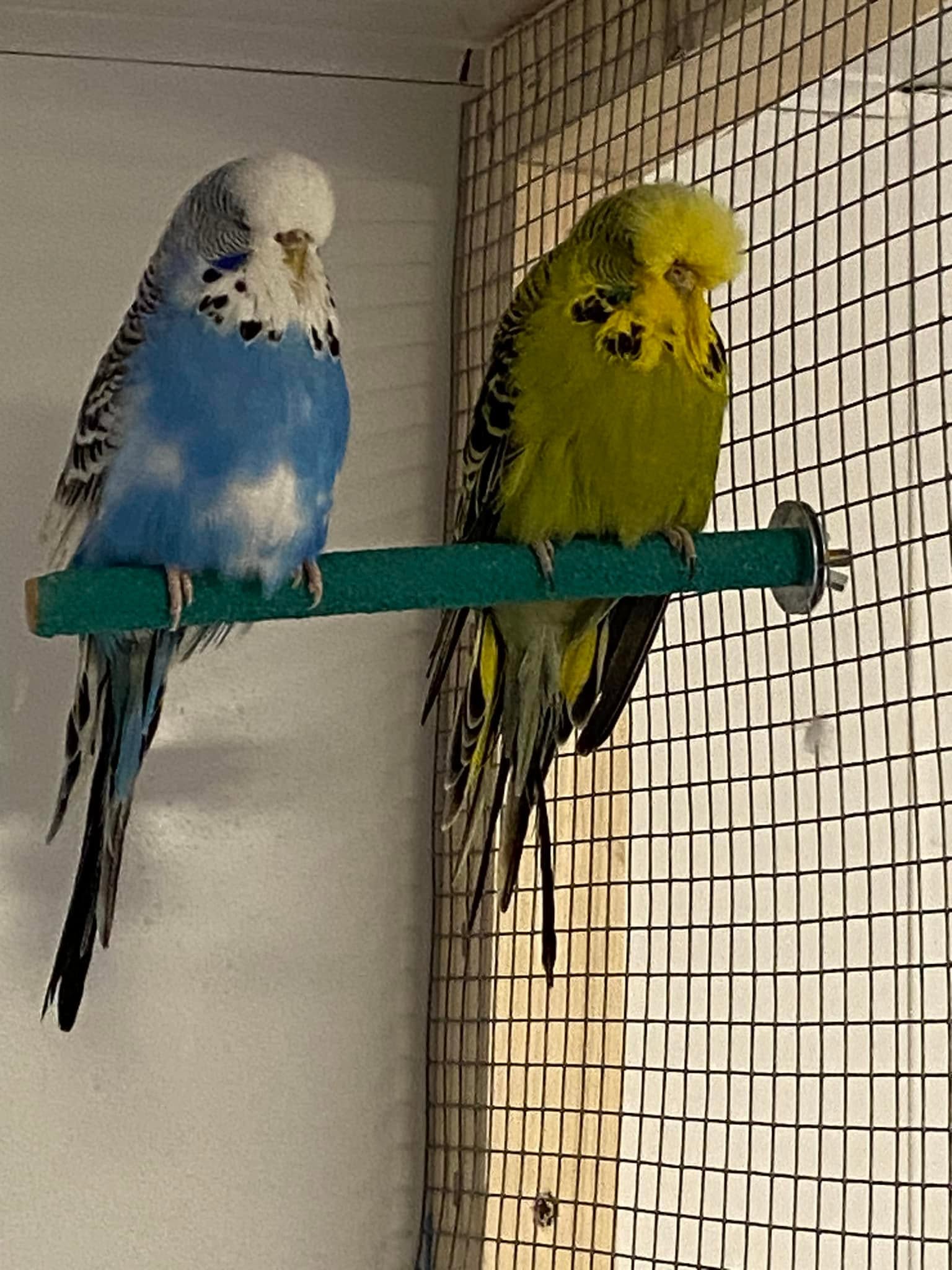 budgie moulting feathers loose summer UK