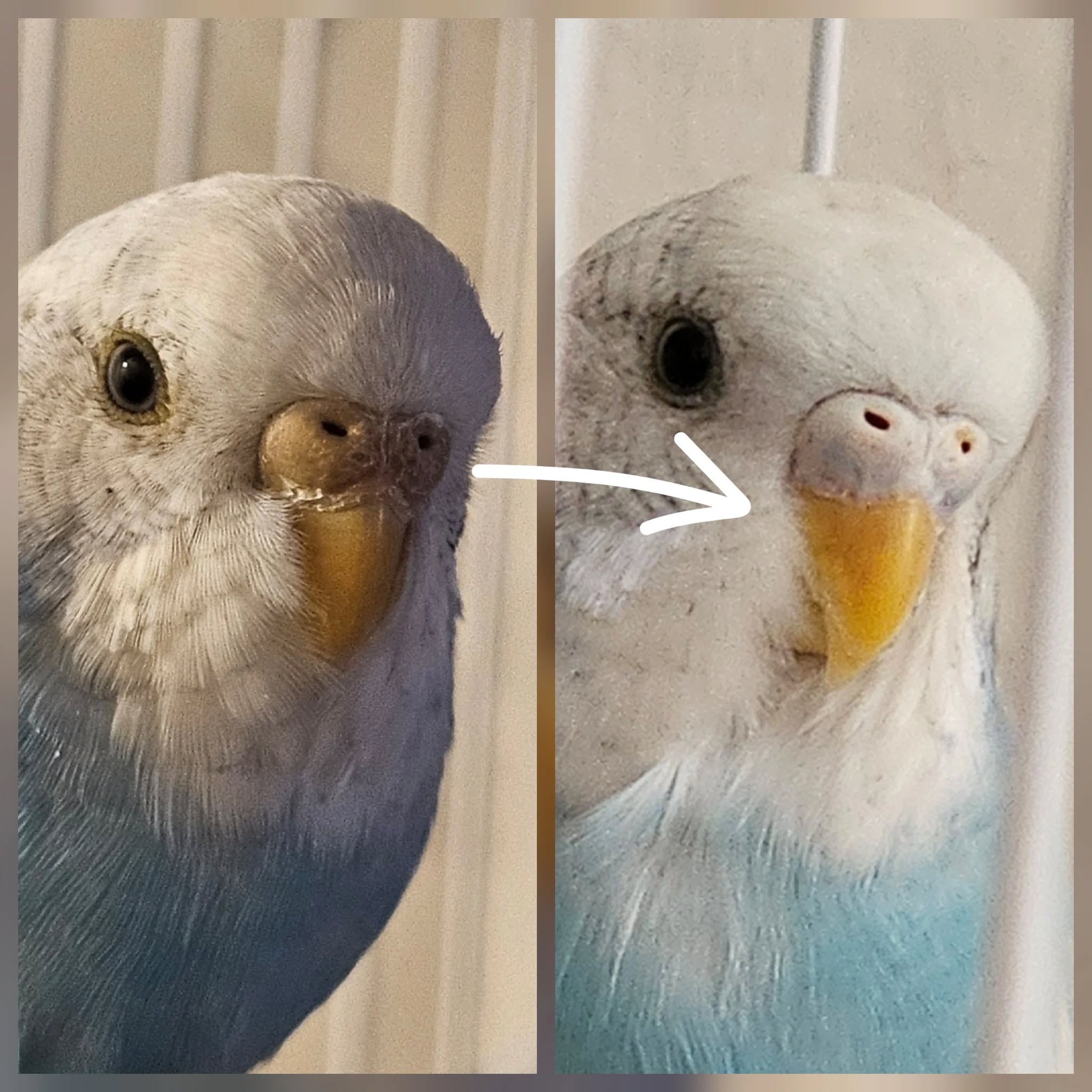 budgie nares nasal discharge vs healthy comparison
