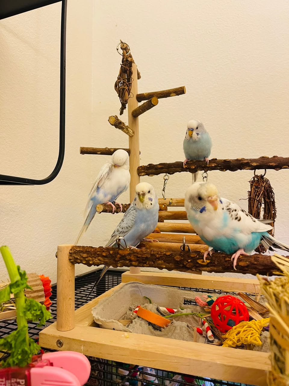 budgie nesting behaviour hormonal summer UK