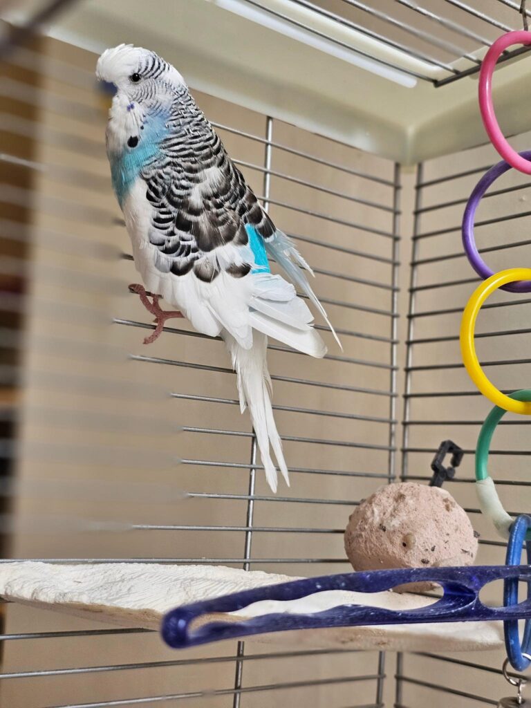 budgie night fright on cage floor