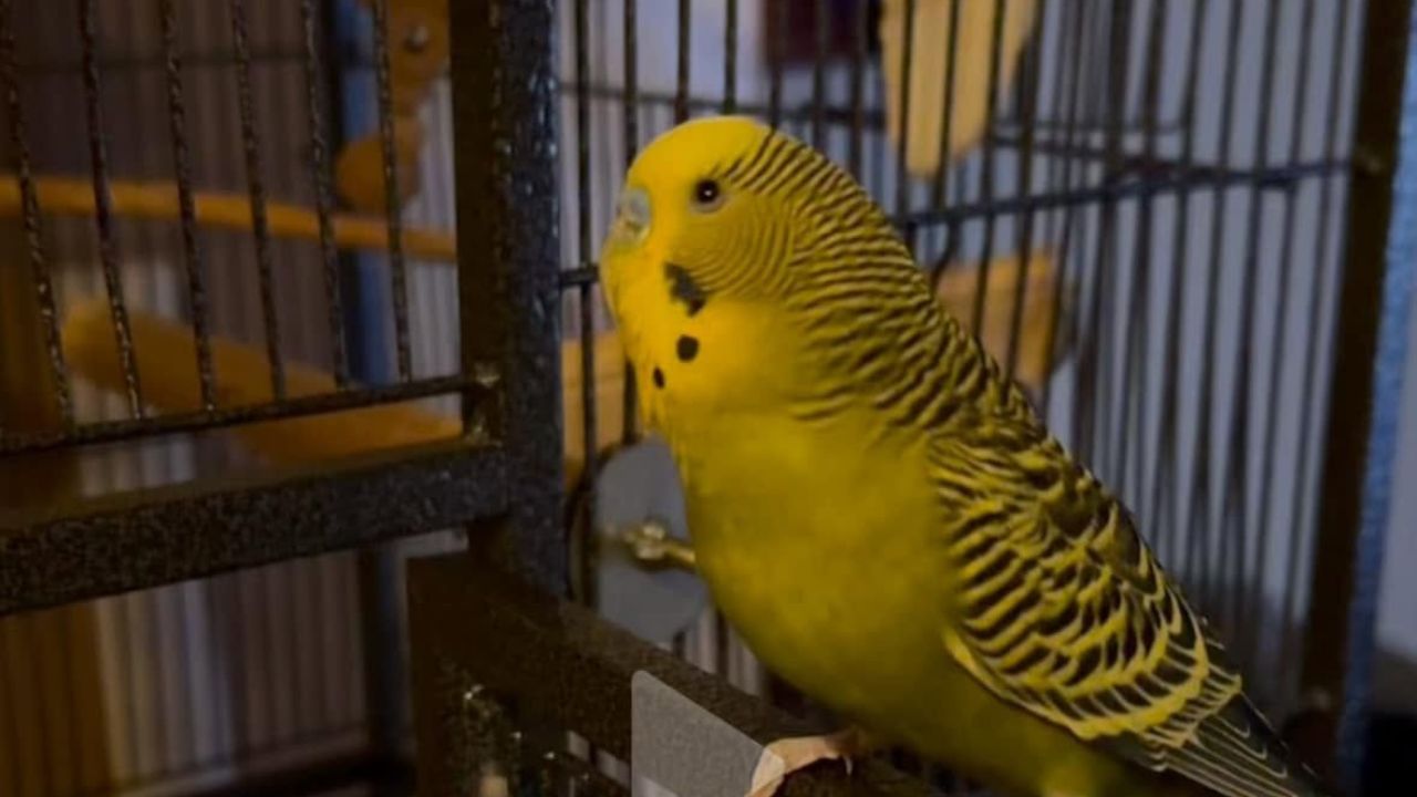 budgie non negotiable foods water vitamin a UK