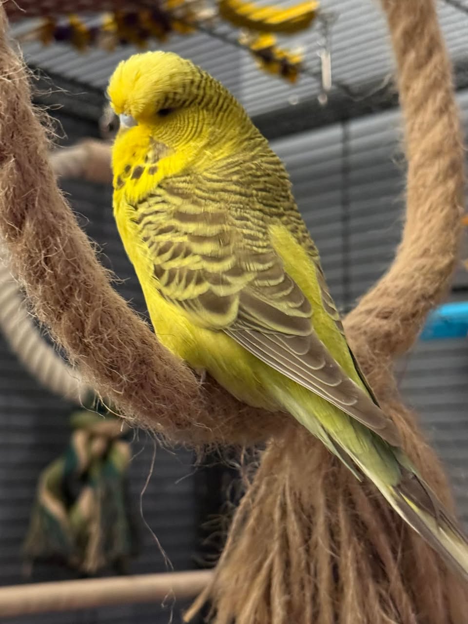 budgie not eating heat UK appetite summer