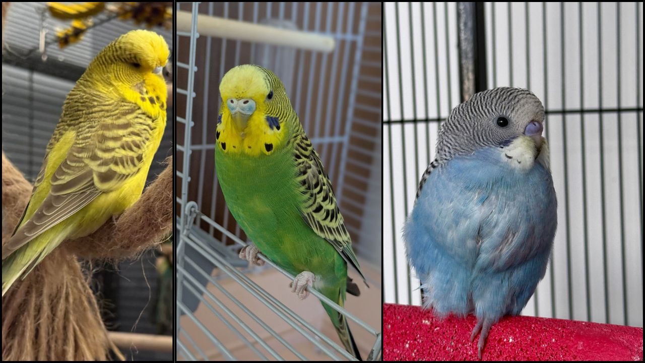 budgie not eating heat UK emergency sign paradise pets