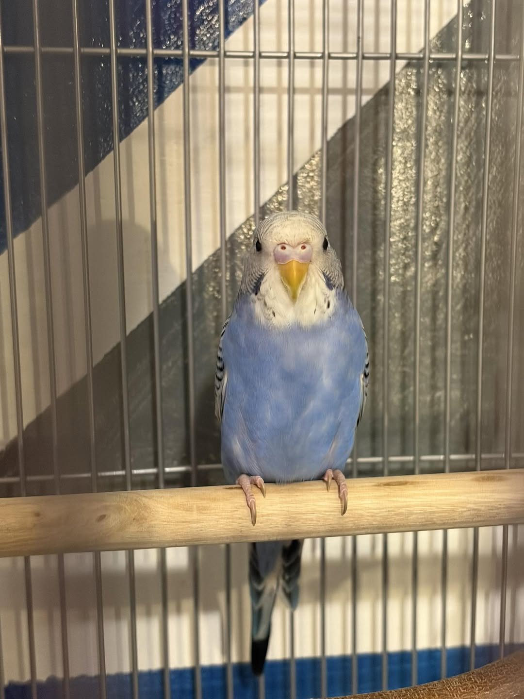 budgie out of cage daily flight time UK RSPCA 