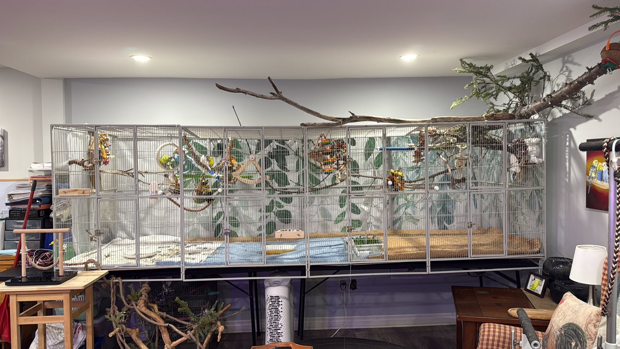budgie outdoor aviary garden setup UK