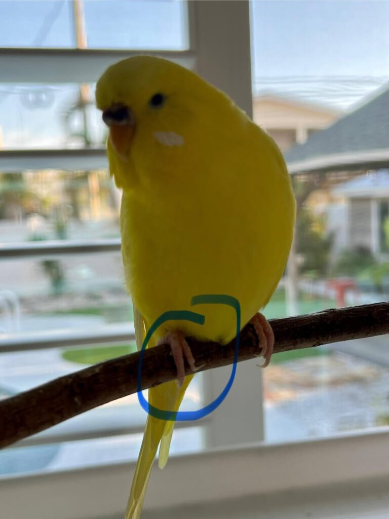 budgie overgrown nails curling feet 