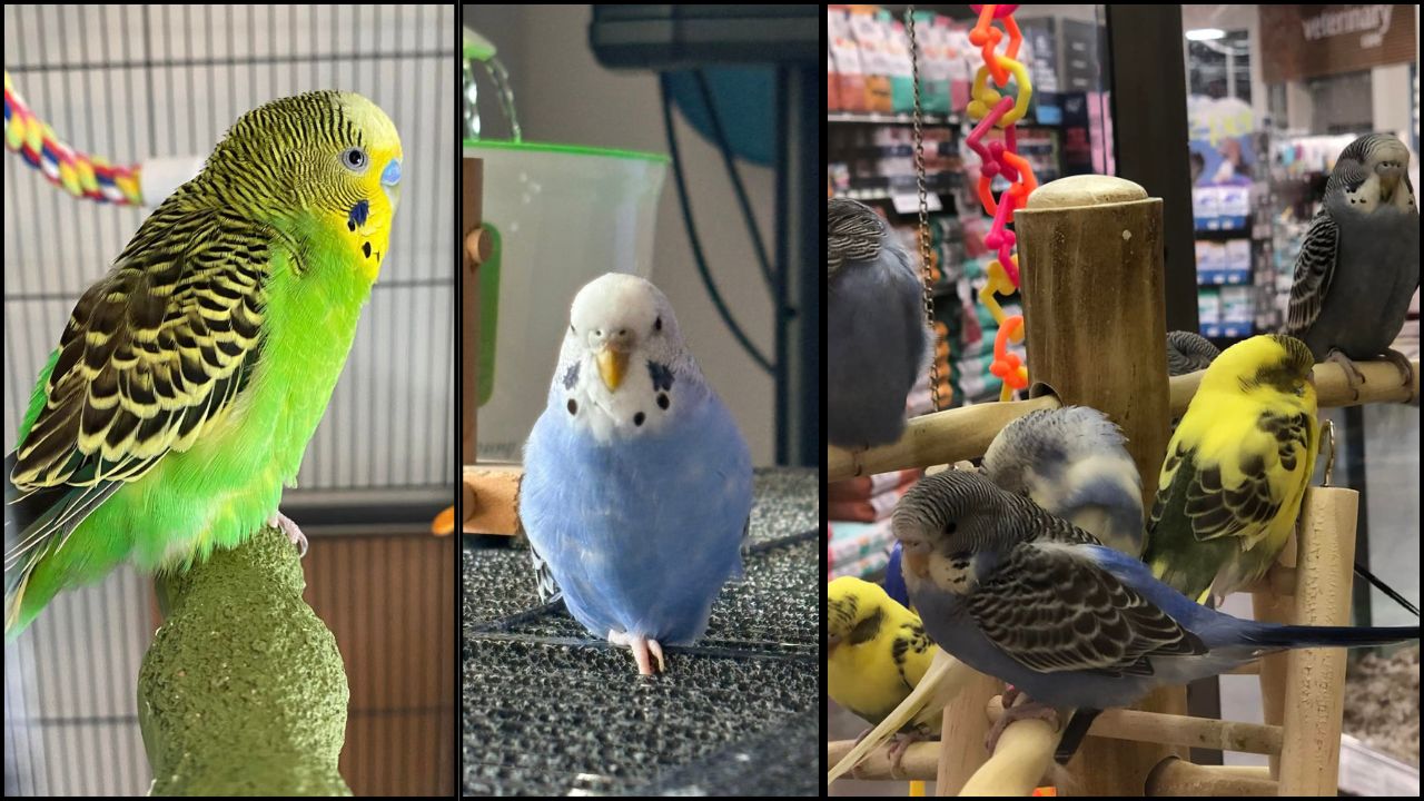 budgie owner mistakes UK 2026