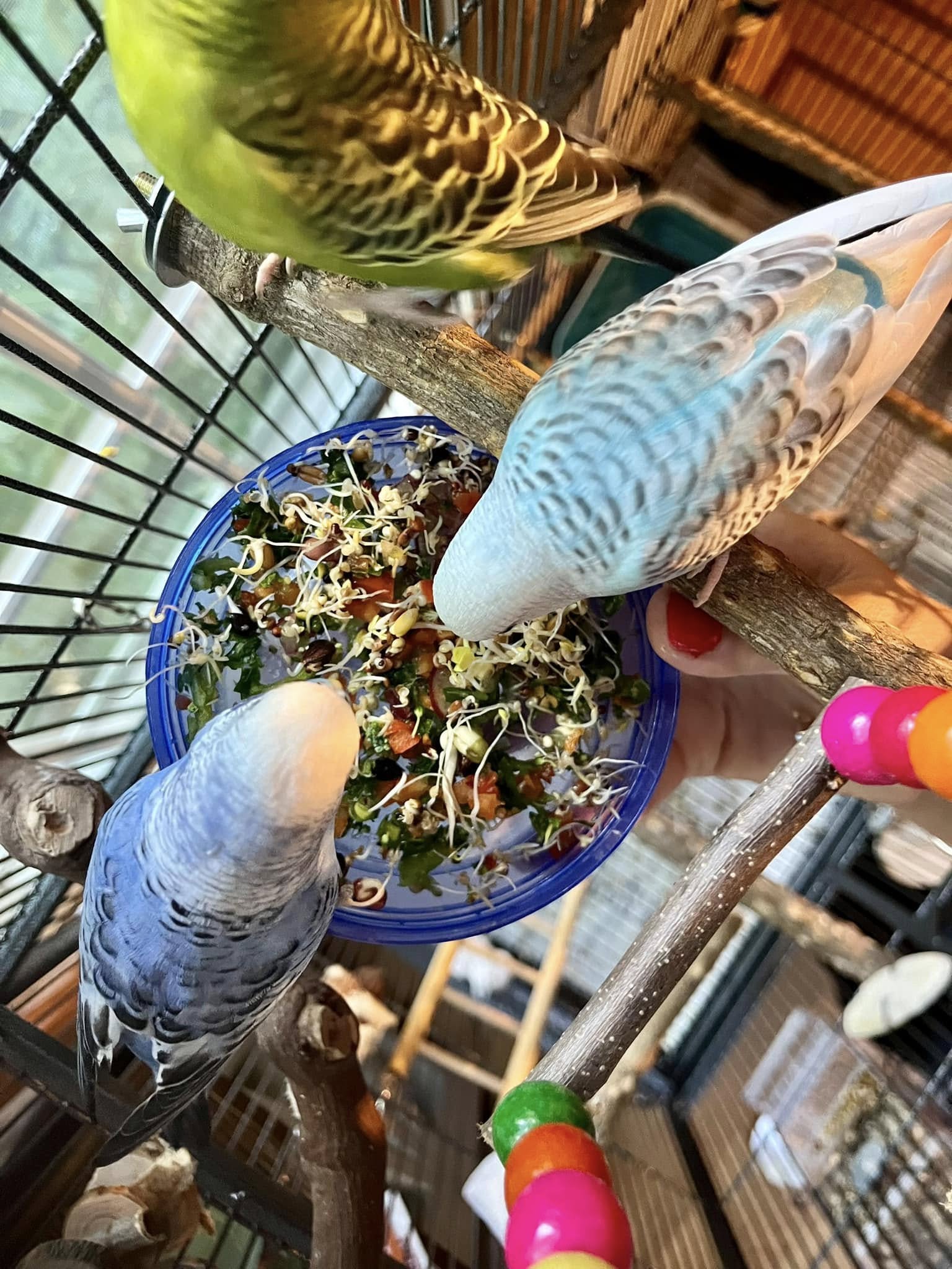 budgie pellets substitutes sprouted seeds UK