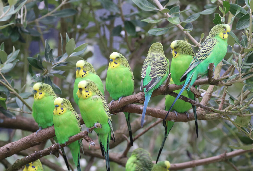 budgie perched in tree outside