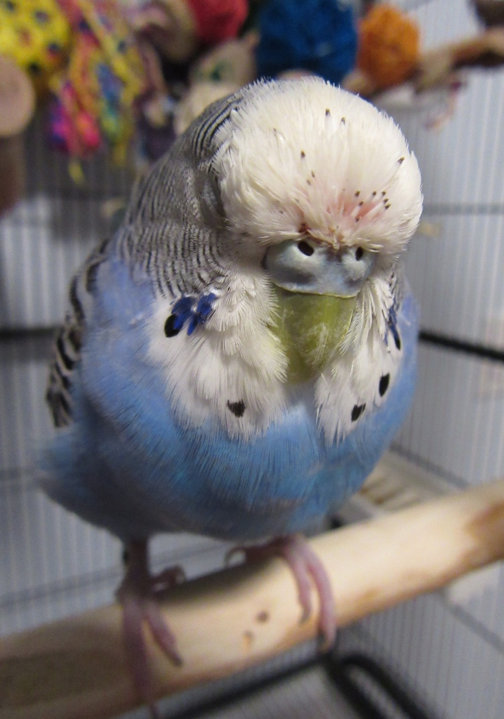 budgie pin feathers head moult uk