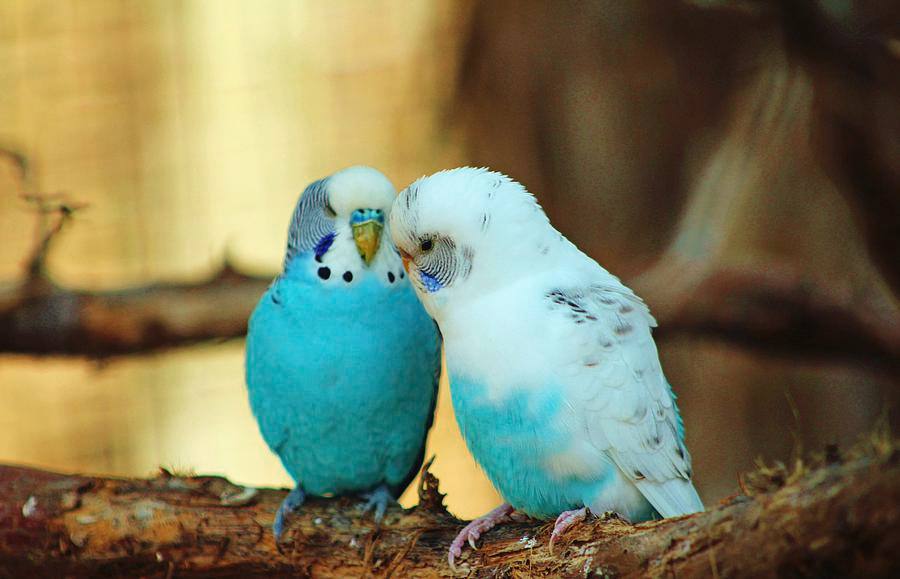 budgie prey animal instinct UK new owner 