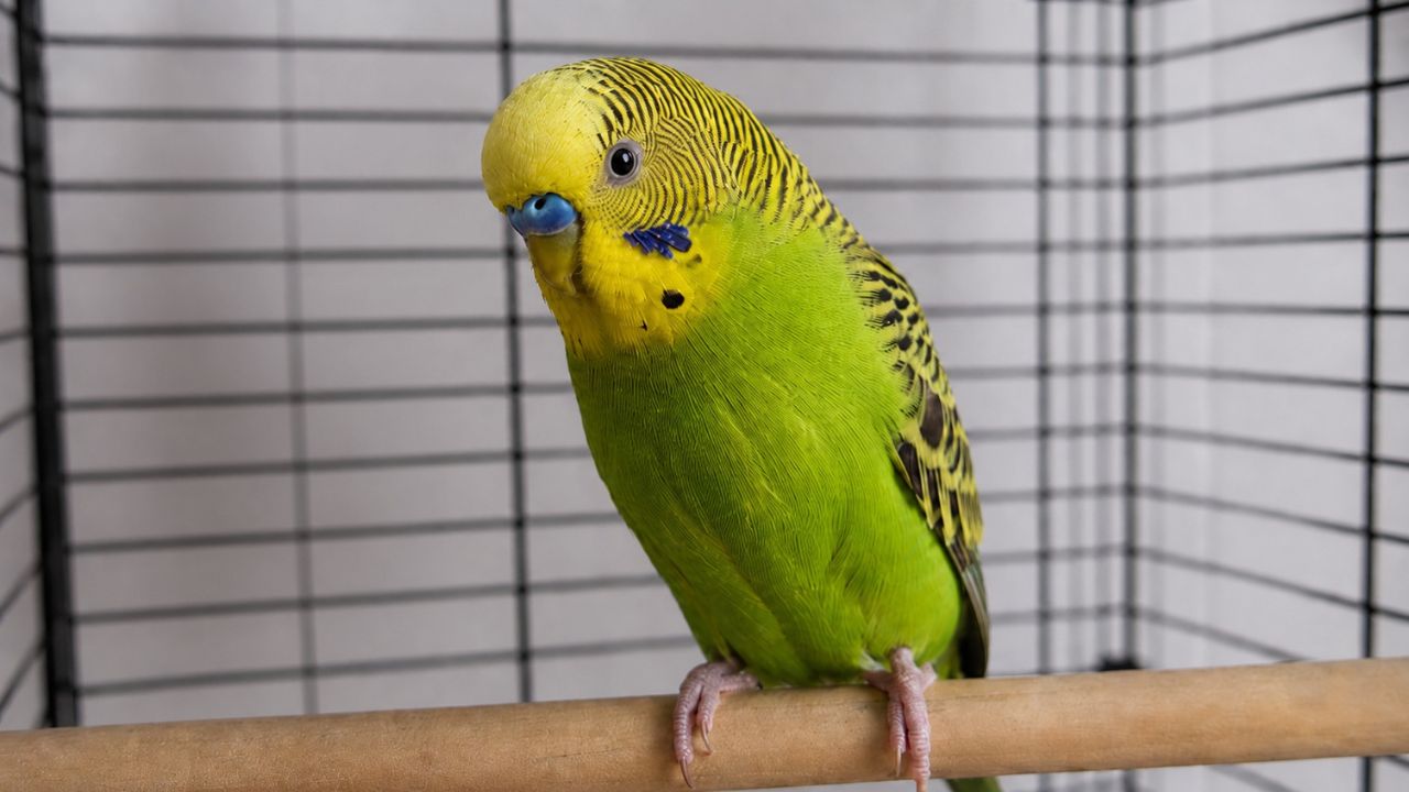 budgie regurgitating food — Paradise Pets Swindon"