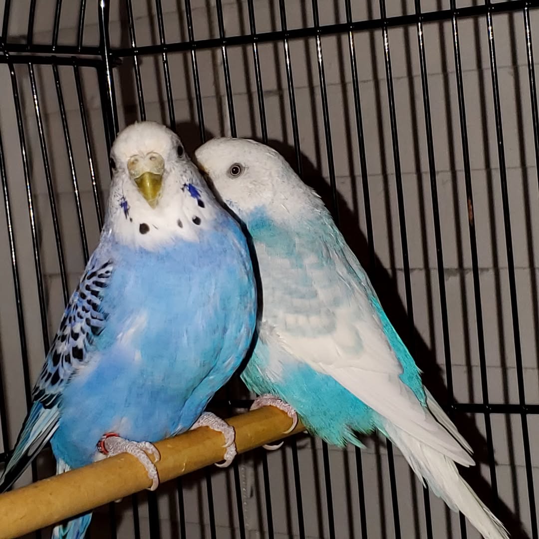 budgie rented flat tenant rights uk 2026