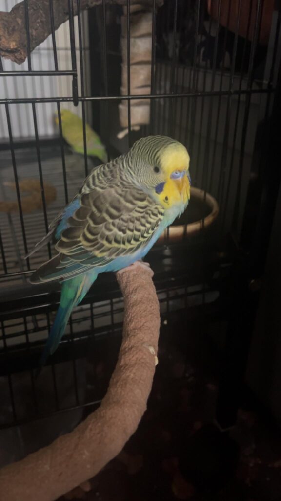 budgie respiratory fungal infection uk
