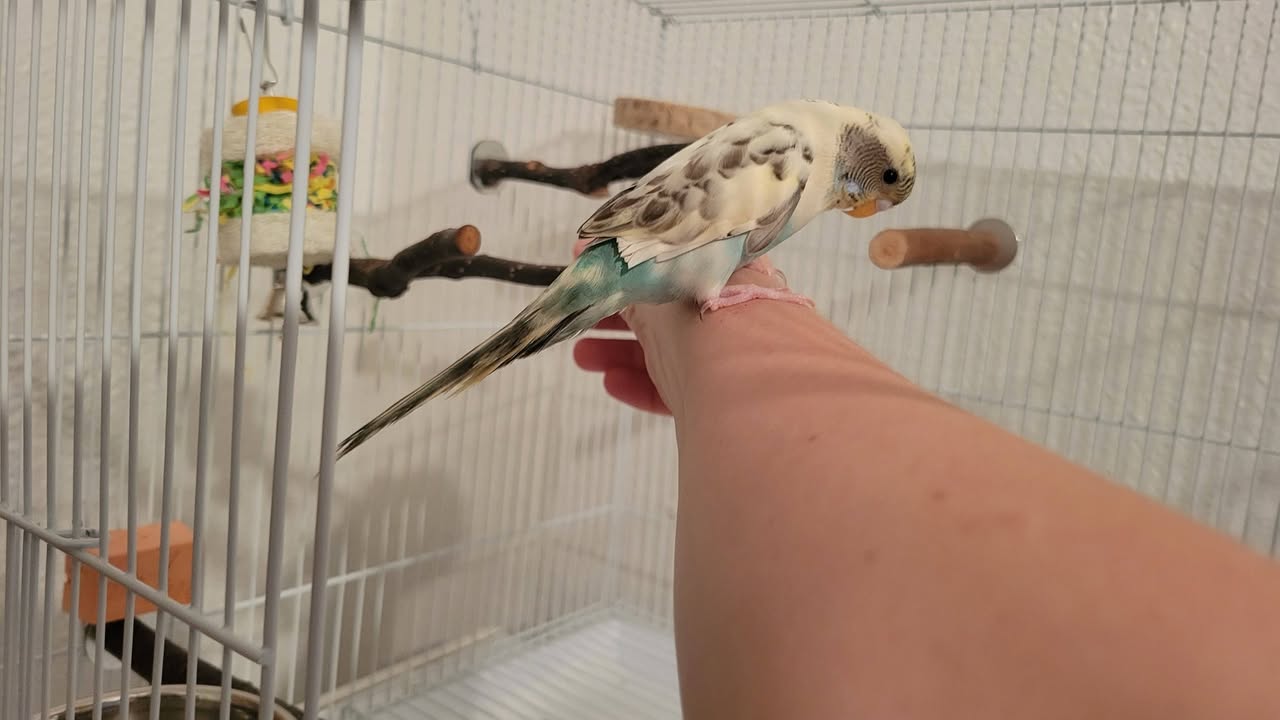 budgie respiratory infection vet check UK