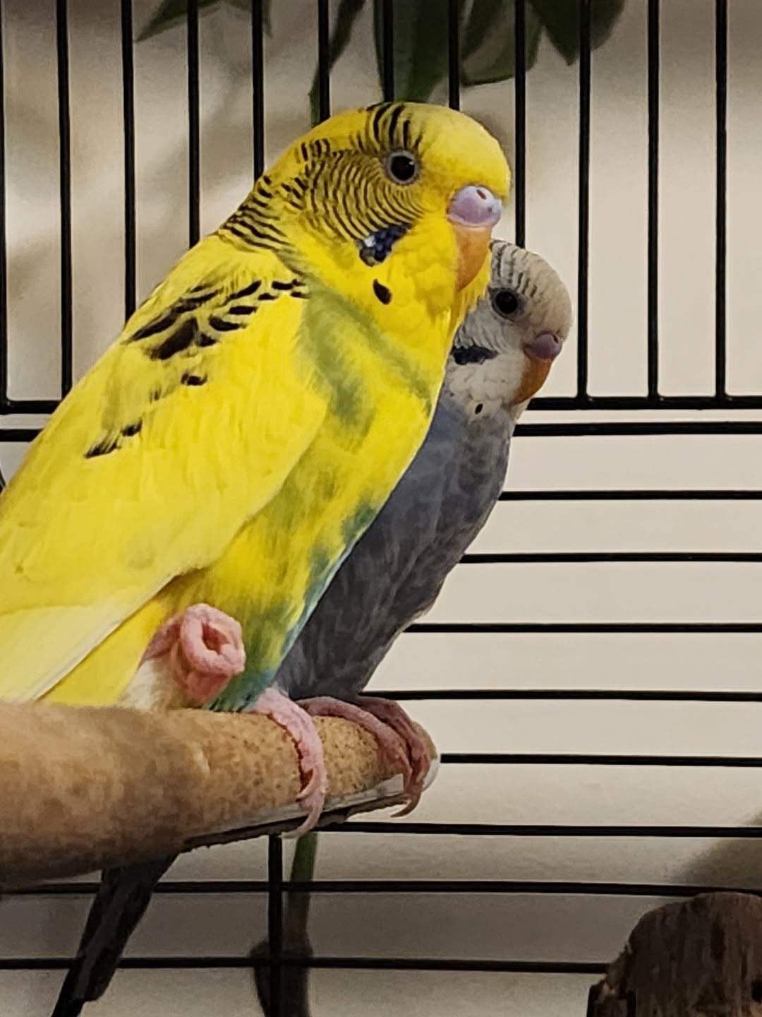 budgie resting contentedly one foot tucked UK normal 