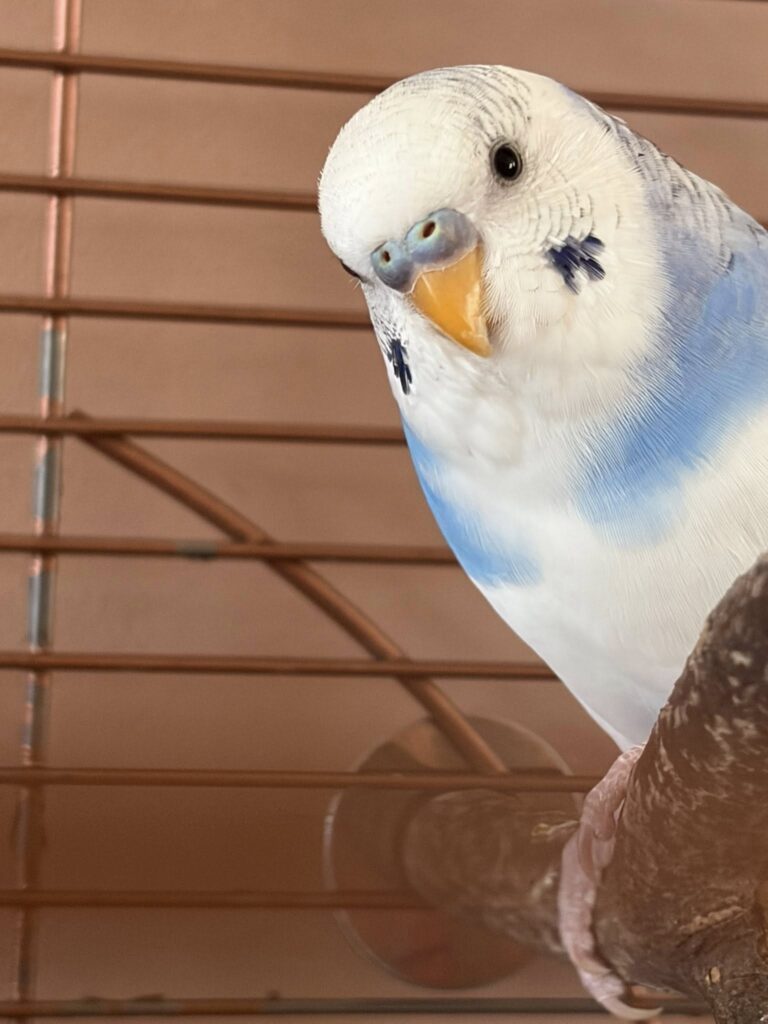 budgie safe foods vegetables fruits uk