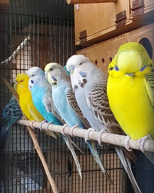budgie safe summer garden foods UK