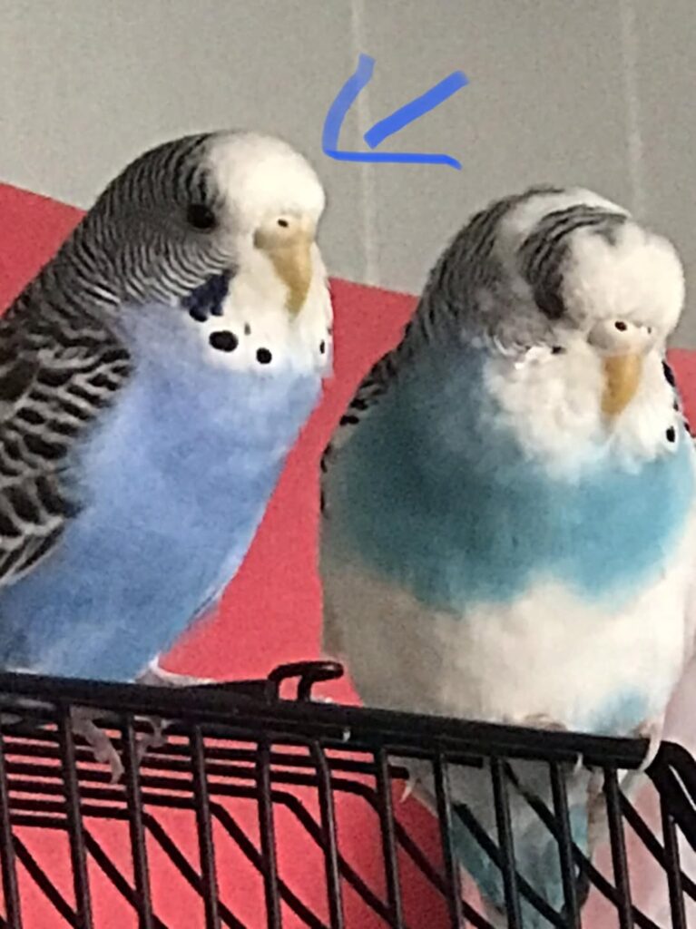 budgie safely returned to cage