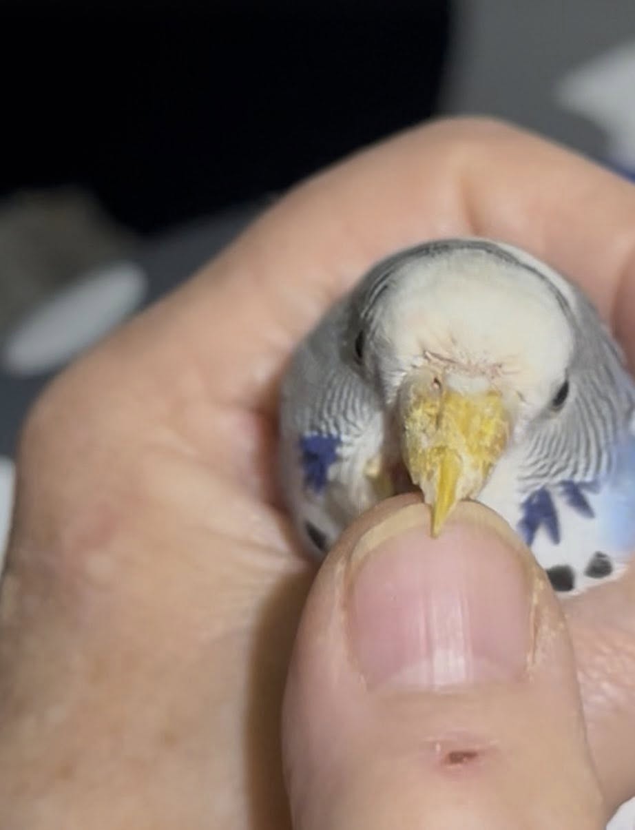 budgie scaly face mite beak cere UK 