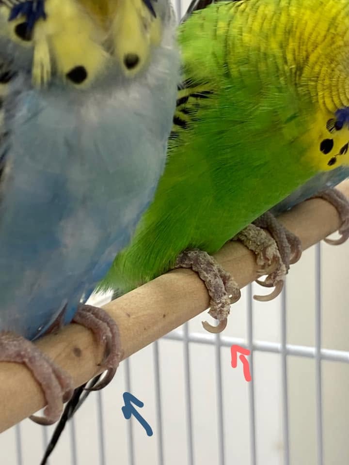 budgie scaly leg mite raised scales 
