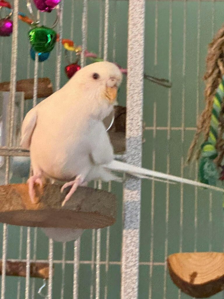 budgie second bird companion UK social need mirror alternative