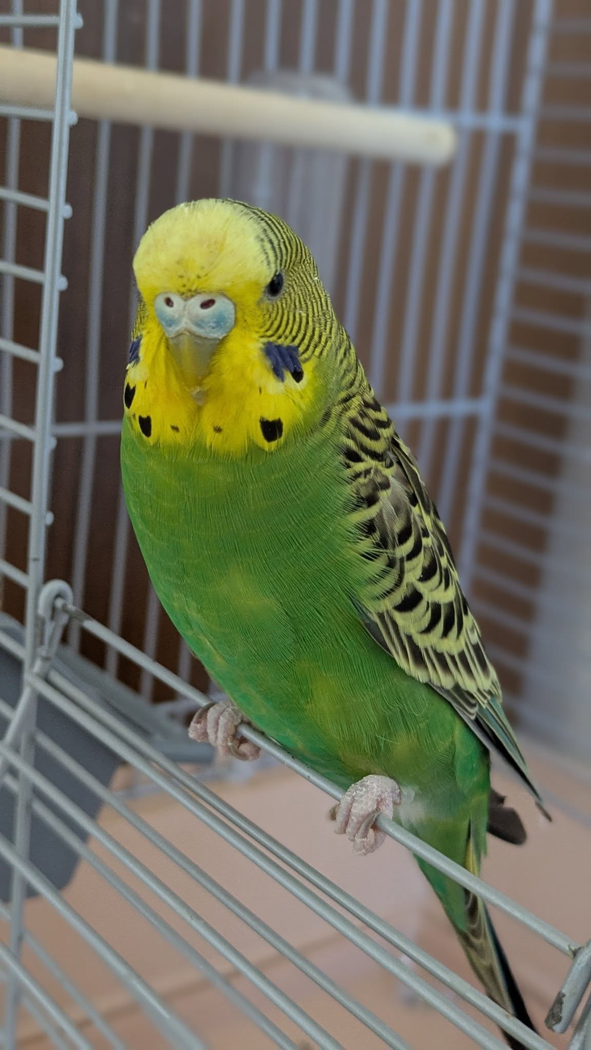 budgie seed bowl husks check UK eating test