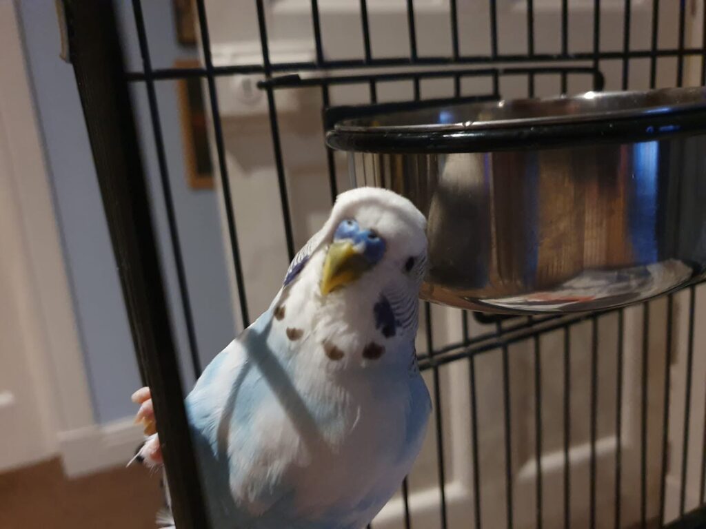 budgie singing to mirror UK social behaviour explained