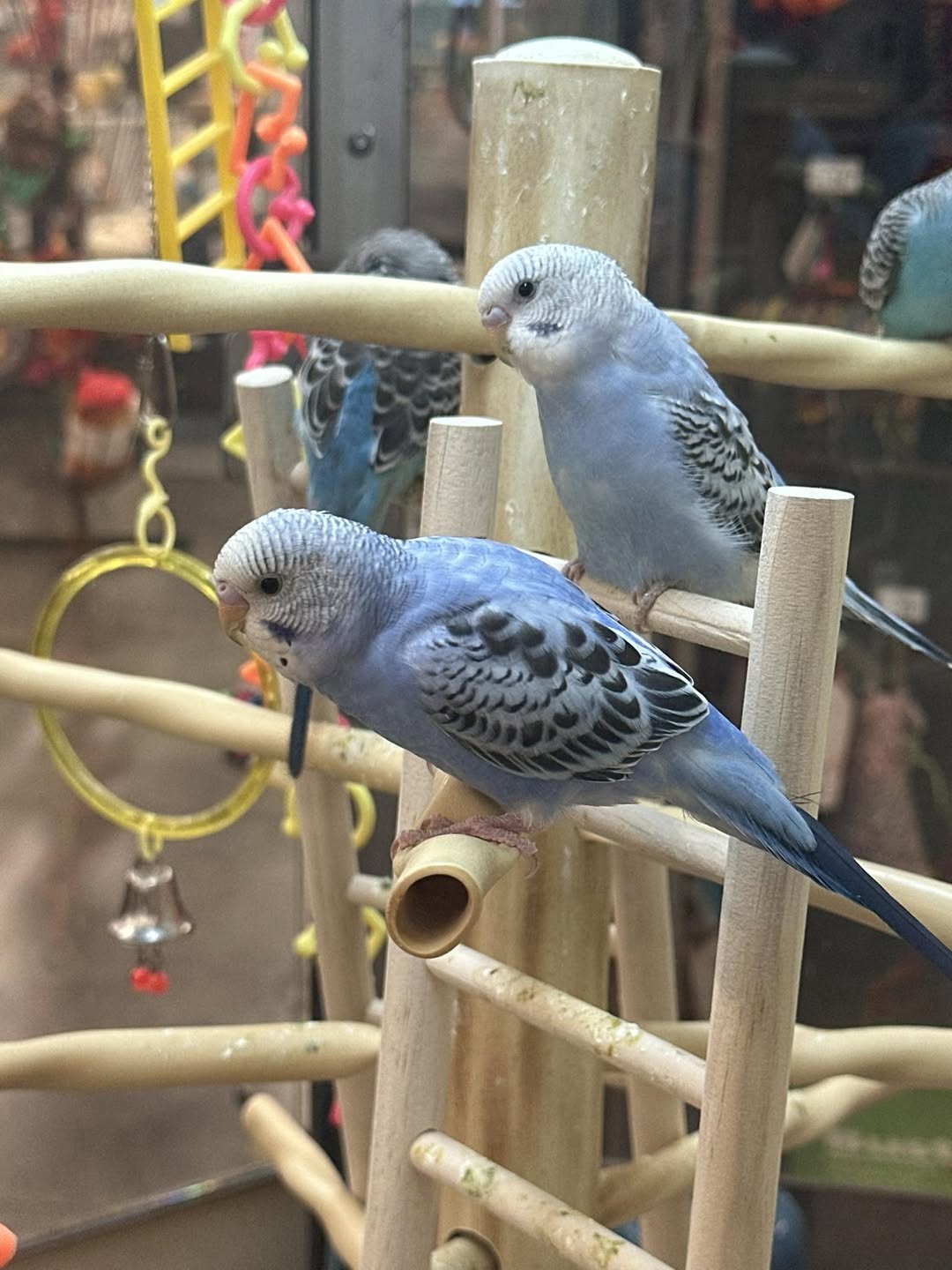 budgie small animal bond connection UK years together