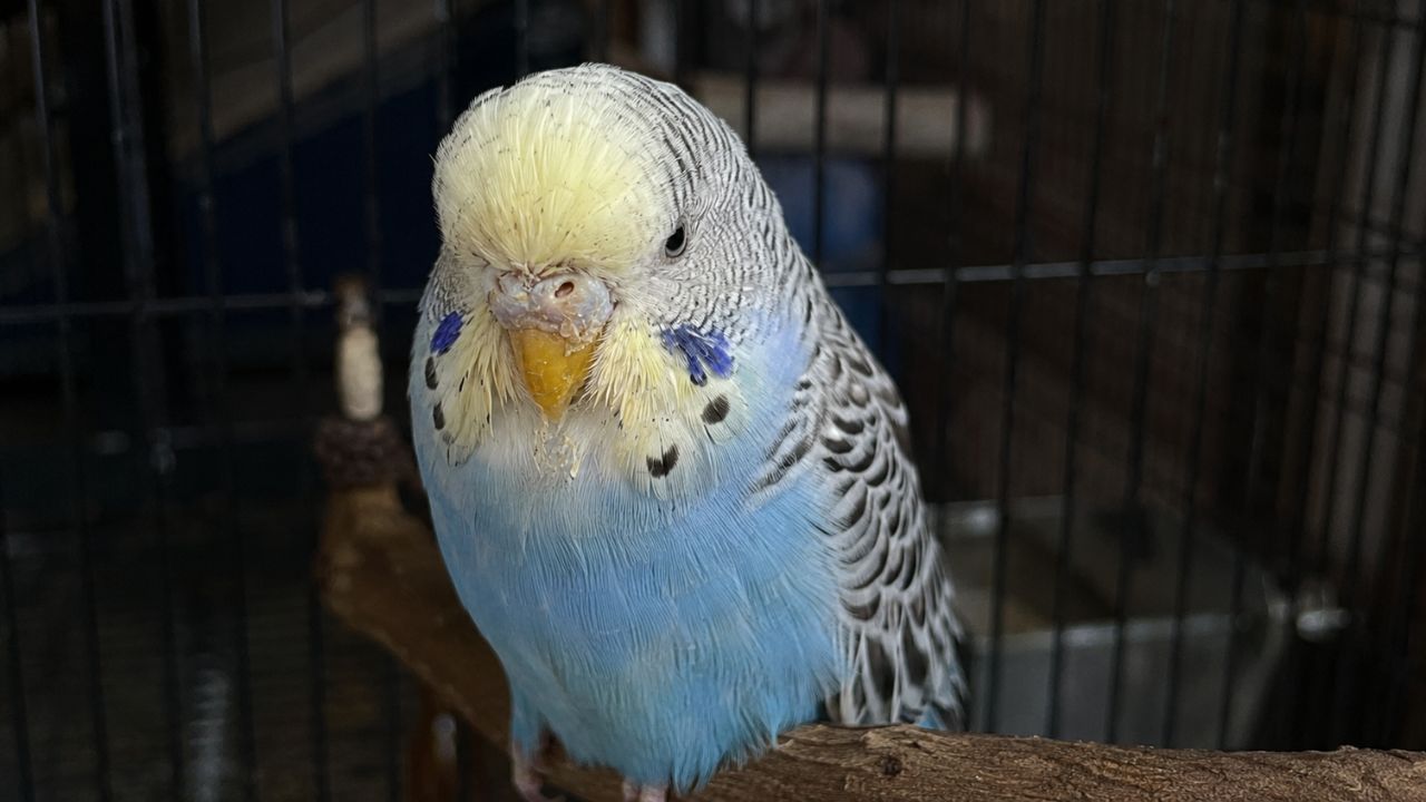 budgie sneezing nasal discharge close up