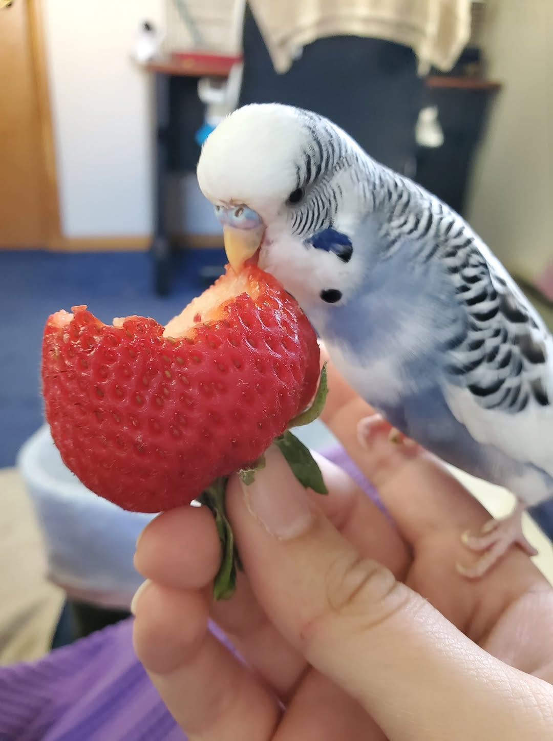 budgie strawberry fruit seeds safe UK