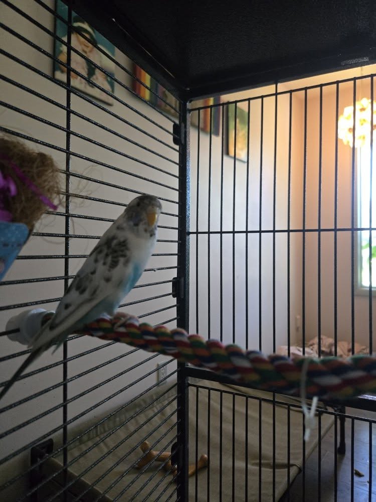 budgie stressed confined small cage UK