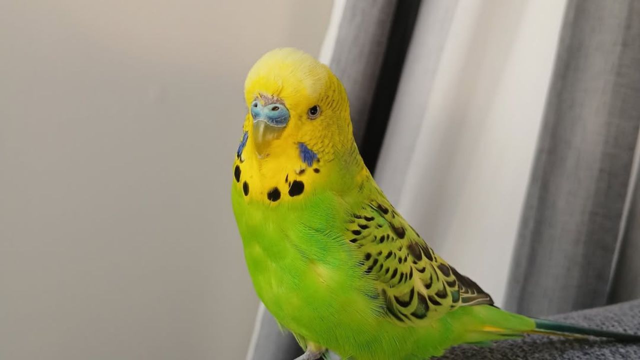 budgie suddenly aggressive UK owner guide