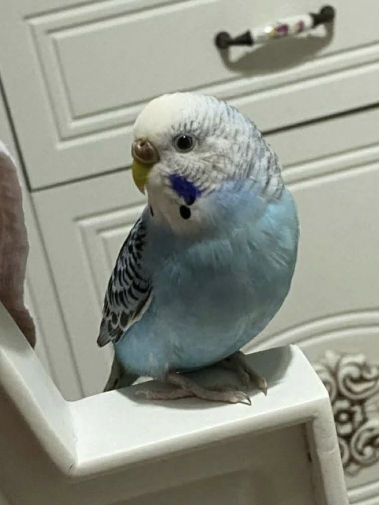 budgie talking development UK mirror effect on speech