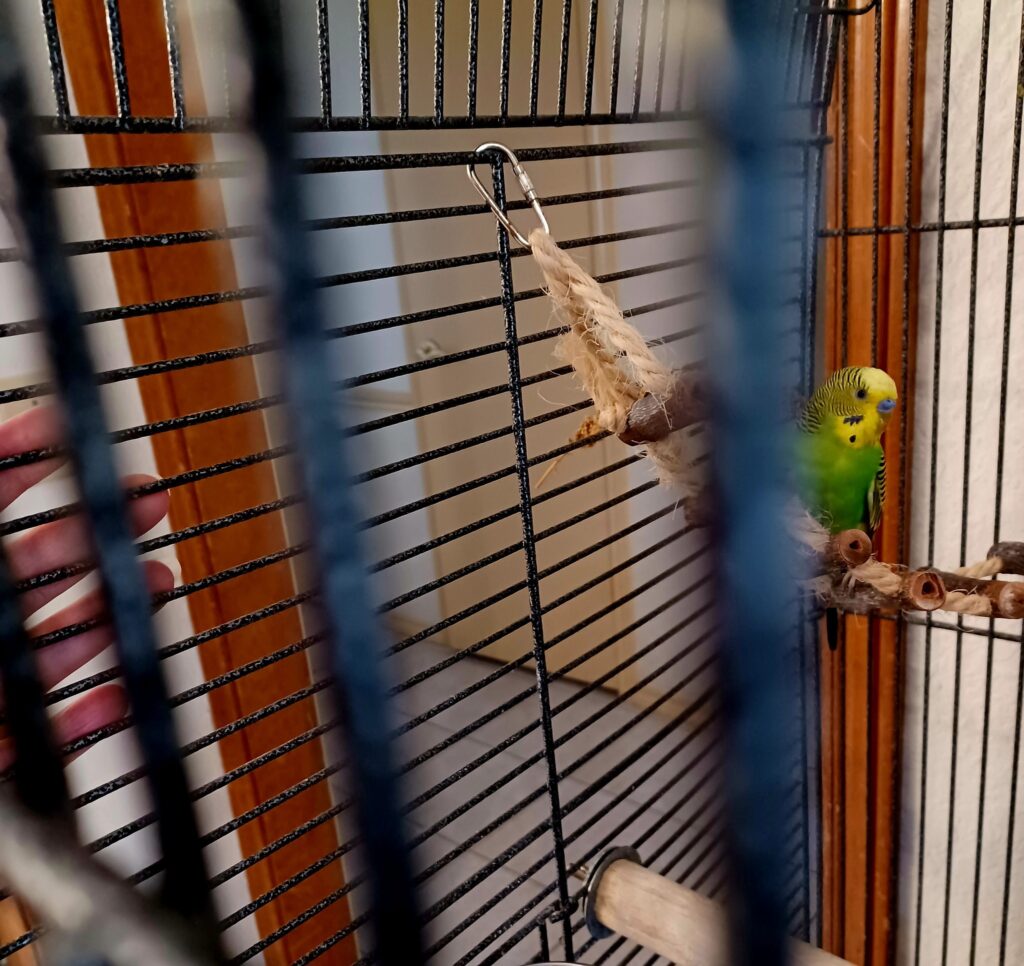 budgie taming UK millet spray hand training