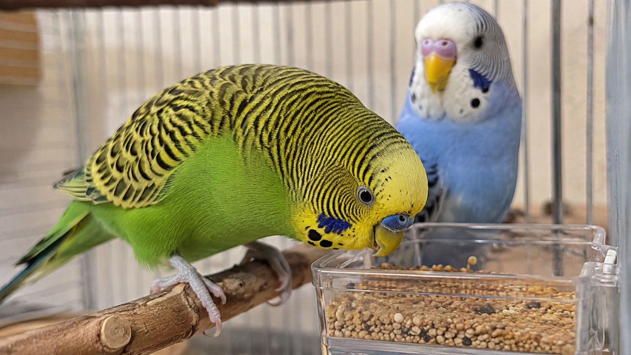 budgie tapping food with beak before eating budgie tapping food with beak before eating