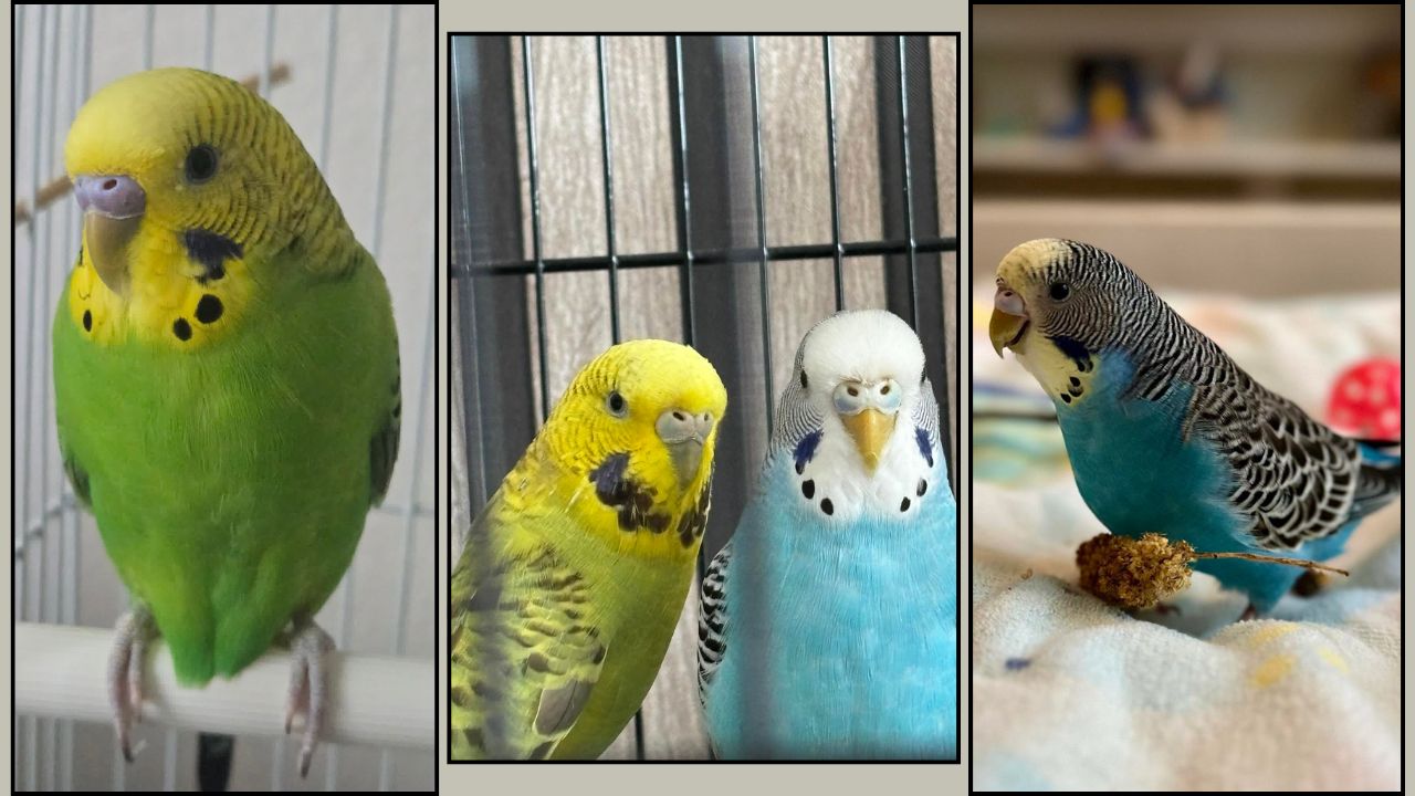 budgie that used to be tame avoiding hand