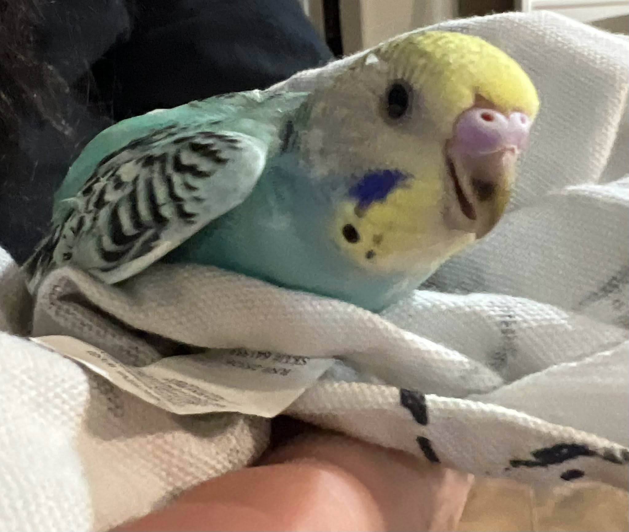 budgie tongue dark pigmentation normal UK
